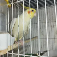 عروس هلندی سخنگو