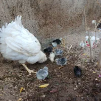 جوجه گلین/تخم مرغ گلین/گلین طوسی/جوجه/مرغ خروس|حیوانات مزرعه|ساوه, |دیوار