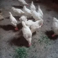 مرغ تخمگذار