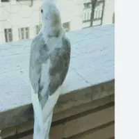 عروس هلندی آلبینوماده