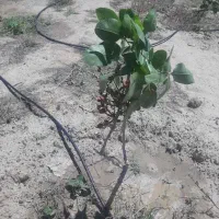 باغ به متراژ۷۵۰متر|فروش زمین و ملک کلنگی|شبستر, |دیوار