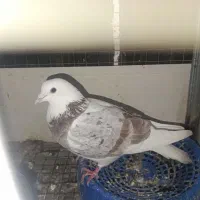 کبوترشازده نر گرفتنی