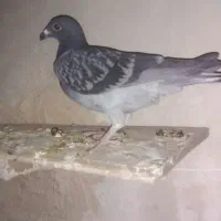 کبوتر فروشی