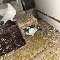 چند عدد کبوتر|پرنده|لردگان, |دیوار