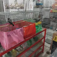 مرغ مینا طوطی برزیلی عروس هلندی مرغ عشق|پرنده|کرمانشاه, |دیوار