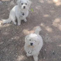 فروش دو عدد پاپی یکی شیبابا یکی شیتزو