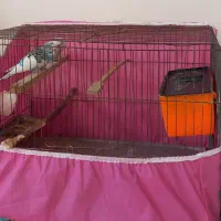 مرغ عشق|پرنده|کرمانشاه, |دیوار