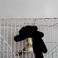 عروس هلندی ماده