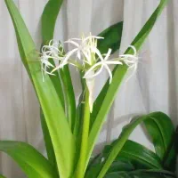 خط قدیمی رندبدون زنگ خور