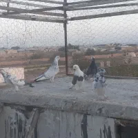 کفتر|پرنده|کاشان, دشت لتحر|دیوار