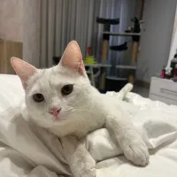 واگذاری گربه بریتیش .