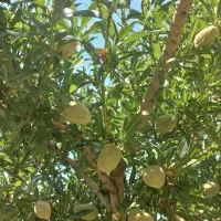 منزل مسکونی-باغ دارای چاه آب وگاوداری سند دار|فروش زمین و ملک کلنگی|باوله, |دیوار