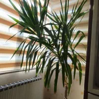 گل طبیعی|گل و گیاه طبیعی|همدان, |دیوار