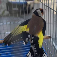 سهره جفت خور قناری