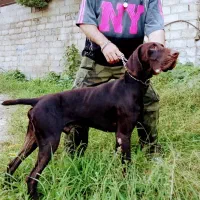 توله آلمانی ۴ماهه اصیل|سگ|صومعهسرا, |دیوار