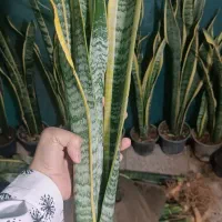 حراجی سانسوریا|گل و گیاه طبیعی|شیروان (خراسان), |دیوار