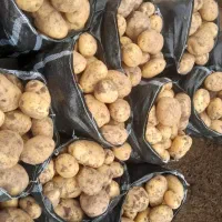 پخش عمده سیب زمینی جیلی درجه یک