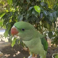 شاه طوطی اسکندر|پرنده|میناب, |دیوار