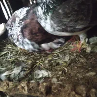 یه جفت کبوتر قاره