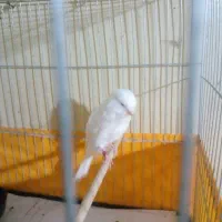 قناری نر رسمی|پرنده|رودهن, |دیوار