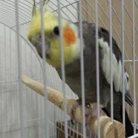 ۳عدد عروس هلندی بالغ ‌‌با سلامتی کامل  ‌|پرنده|عجب شیر, |دیوار