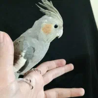 سه تا عروس هلندی|پرنده|کوهدشت, |دیوار