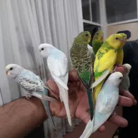 مرغ عشق و طوطی کوتوله برزیلی دستی،مولد وتخم کبوتر|پرنده|قم, سربخش|دیوار