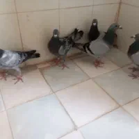 ۵عدد ماده درج یک