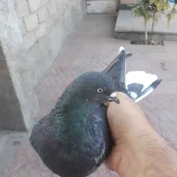 کفتر نر و ماده بالغ