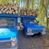 خرید انواع چوب قلمه و بید و گردو و..|خدمات باغبانی و درختکاری|چالدران, |دیوار