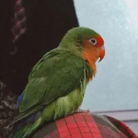 طوطی کوتوله|پرنده|نیشابور, ۲۲ بهمن|دیوار