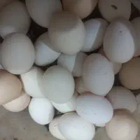 تخم مرغ محلی نطفه دار
