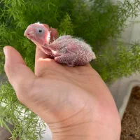 فروش جوجه سرلاکی گیرینچیک|پرنده|شیراز, کیان آباد|دیوار