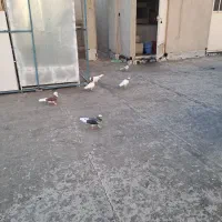 کبوتر پرشی