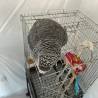 کاسکو|پرنده|شیراز, ارم|دیوار