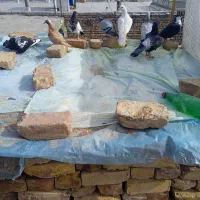 کفتر|پرنده|بیرجند, |دیوار