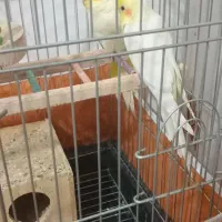 فروش عروس هلندی باهوش و سخن گو جفتن نروماده