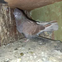 سرخ پرروک و سروکله دار|پرنده|گرگان, |دیوار