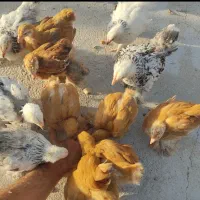 جوجه و تخم نطفه دار برهما ـ برهوما رنگ لمون و بوف|حیوانات مزرعه|بجنورد, |دیوار