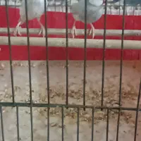 فنچ سیلور|پرنده|بوشهر, |دیوار