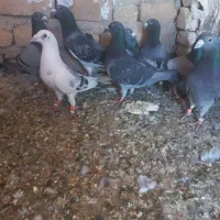 کبوتر نر مرودشت