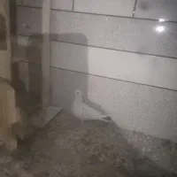 قفس با کبوتر|حیوانات|خمینی‌شهر, |دیوار