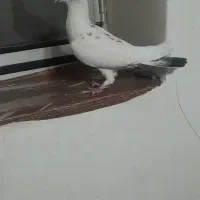 نر پلاکی جو قویروخ