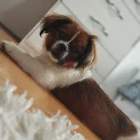 سگ نژاد پیکینیز نر ۹ ماهه|سگ|آستارا, |دیوار