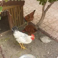 مرغ و خروس با قفس