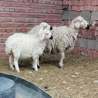 میش باغینی ۲ قلو زاه