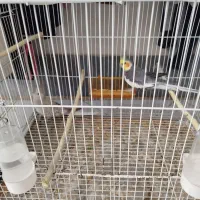 یک جفت عروس هلندی|پرنده|تایباد, |دیوار