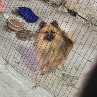 دو عدد پامر نر وماده