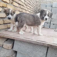 توله سگ خراسانی