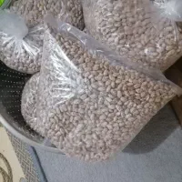 لوبیا چیتی ارتشی
